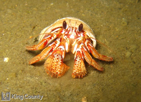 Photo of Pagurus armatus